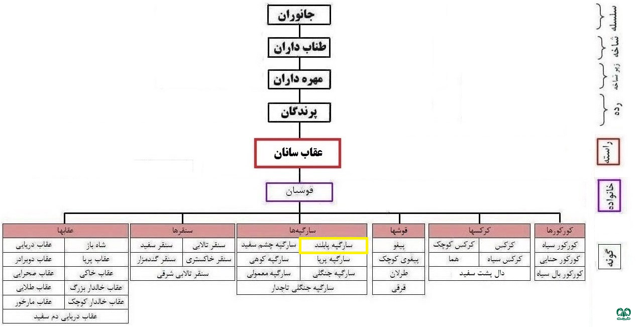  طبقه‌بندی گونه سارگپه پا بلند